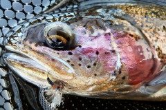 Fiskebilder
