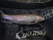 Fiskar_00013
