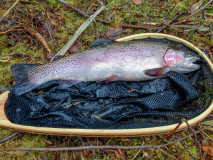 Fiskar_00015