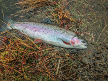 Fiskar_00026