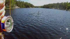Fiskar_00031