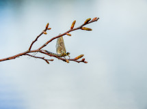 Sjon_00006