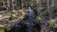 Sjon_00015