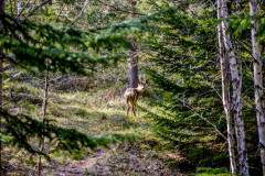 Sjon_00016