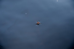Sjon_00020