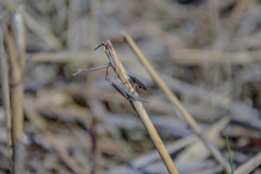 Sjon_00021